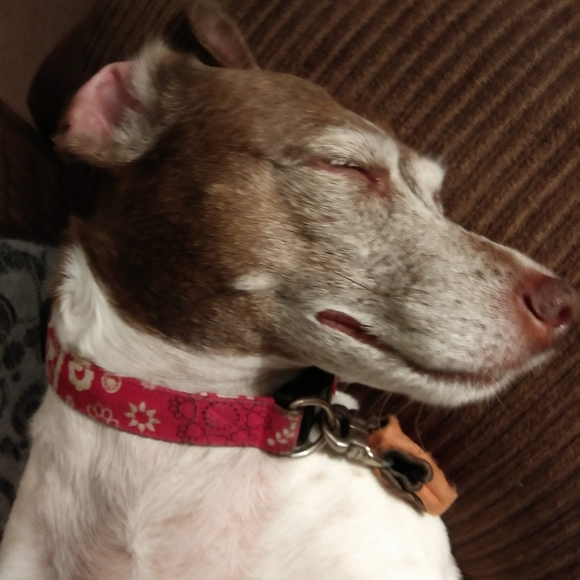 Meet your Posher, Nicole - Picture 8 of 8